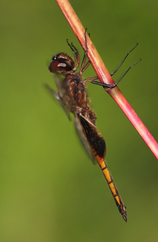 Miathyria marcella, male